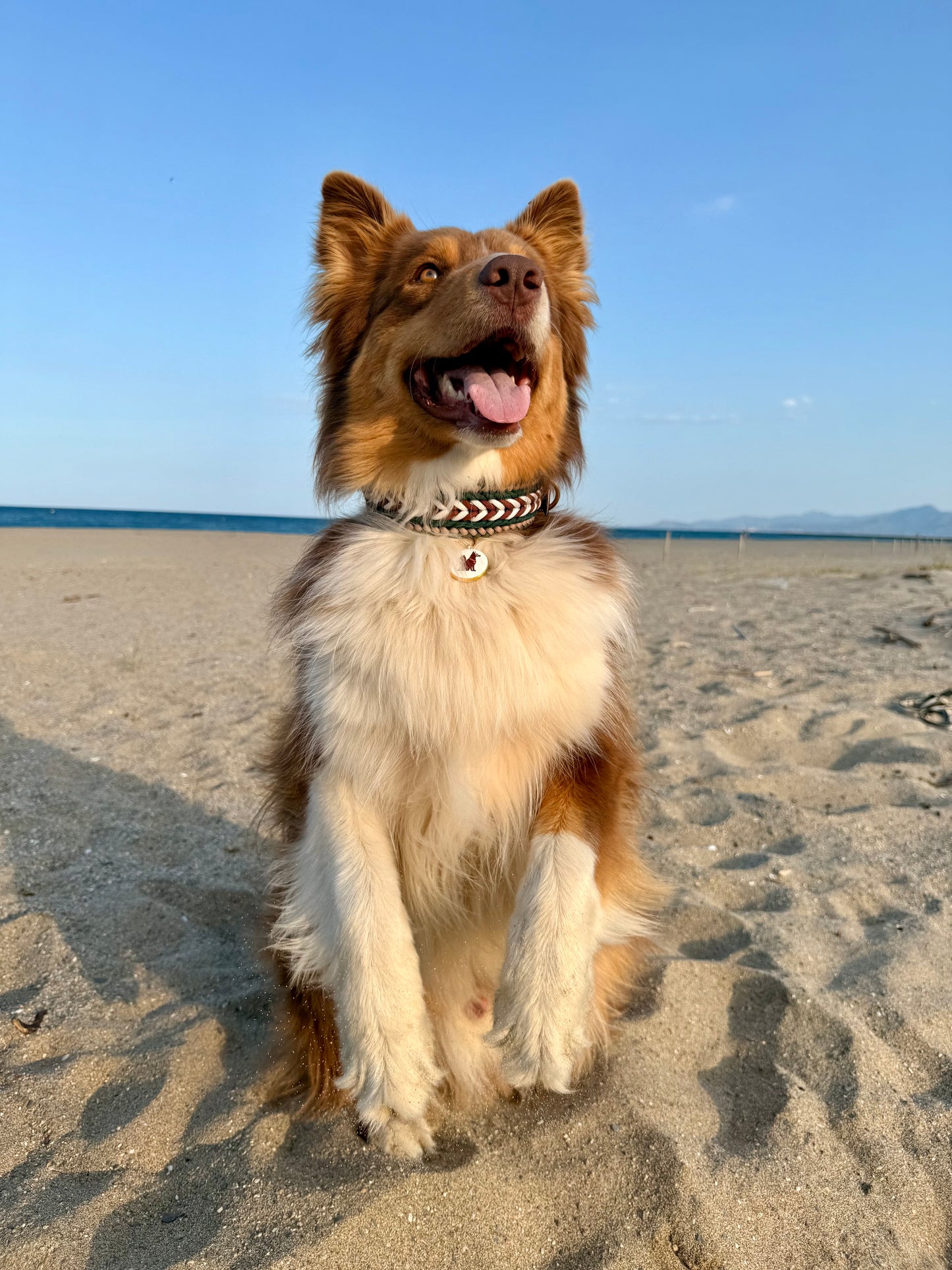 Le collier NOMAD