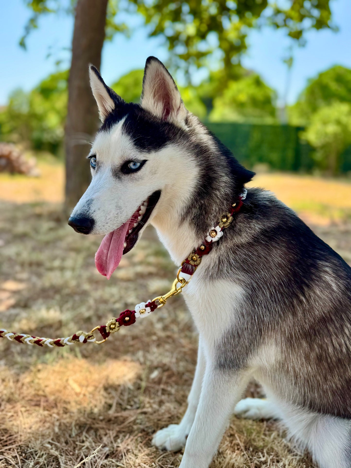 Le collier Rosalia